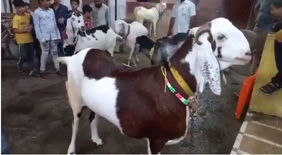eid bakra