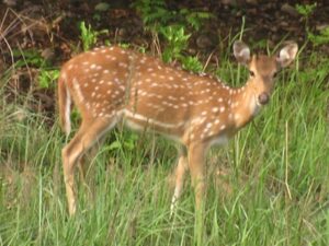12 05 2022 chital demo1 Seoni Pench Reserve