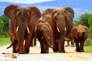Addo Elephant National Park 001 Addo Elephant National Park 001