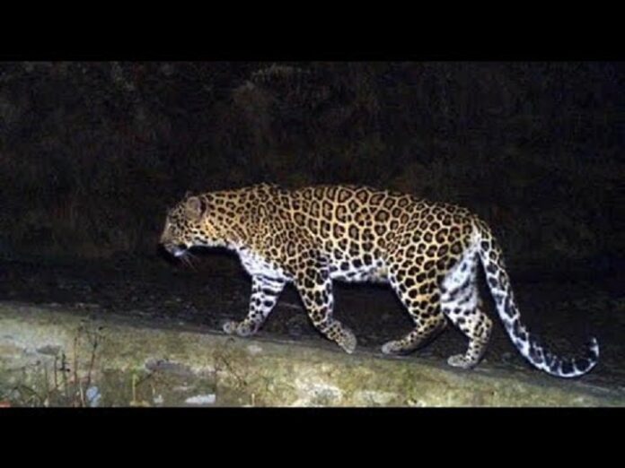 leopard