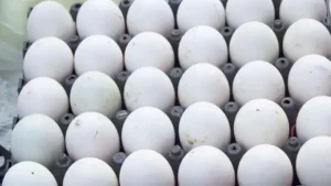 1277660 egg 1277660 egg