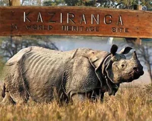 Best Wildlife Destination