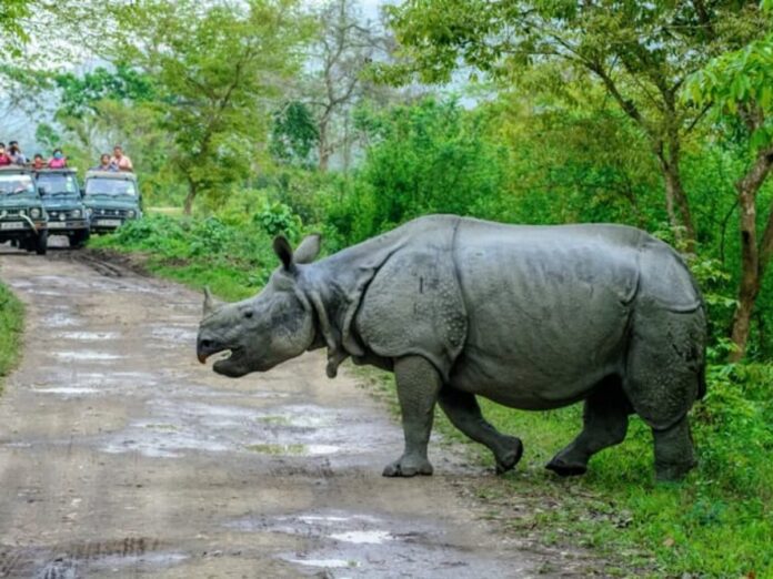 Best Wildlife Destination