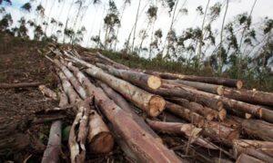 deforestation India Reuters झूठ बोले कौआ काटे: और बढ़ाओ जनसंख्या, झेलो अतिवृष्टि-सूखा