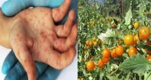 download 2 4 Tomato Flu