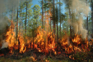 louisiana forest fire झूठ बोले कौआ काटे: और बढ़ाओ जनसंख्या, झेलो अतिवृष्टि-सूखा