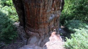 oldest tree rt 2 Centurain Tree