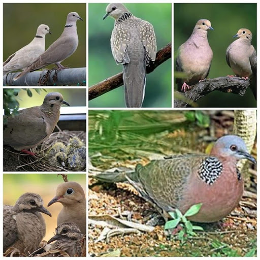 JSah-Ghuguti-Bird-Kumauni पाखी‘घुघूती’( पंडुकी )