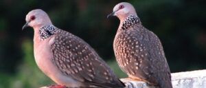 Spotted doves Spotted doves