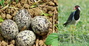 titihari egg titihari egg