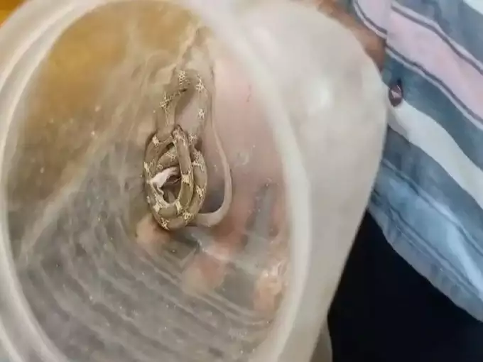 navbharat-times-100762915 Snake Bite