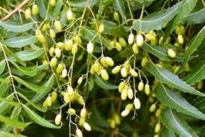nimboli benefits new nimboli benefits new