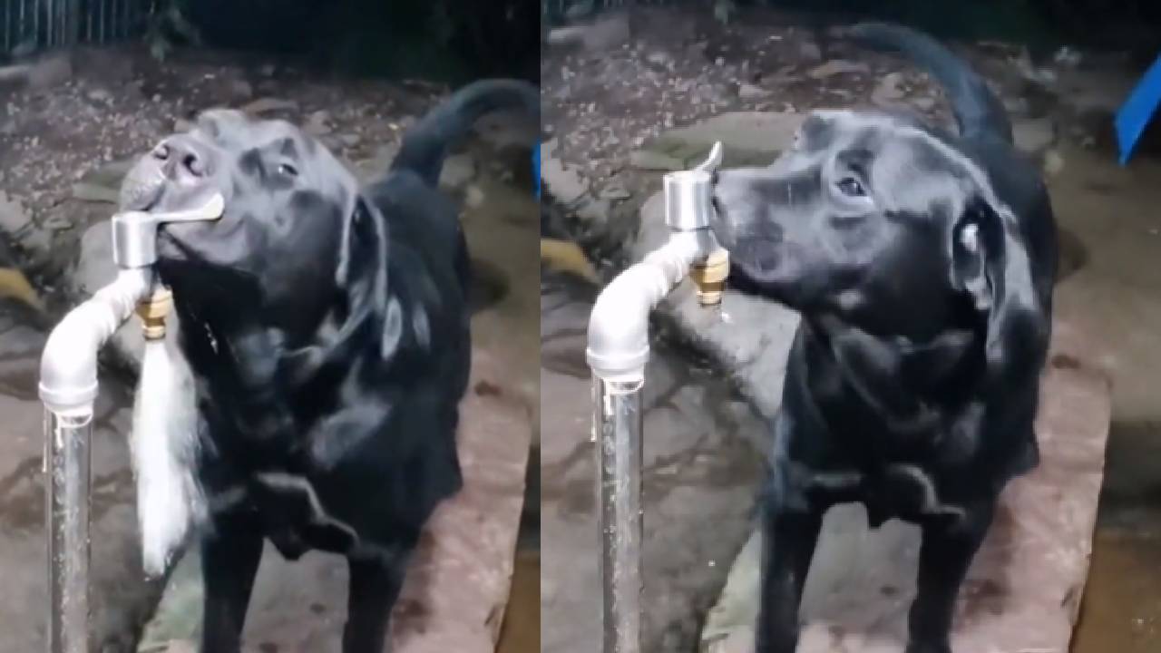 dog-viral-video-1